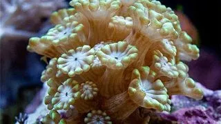 Coral Alveopora sp. frag