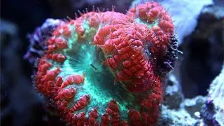 Coral Blastomussa Alien Red