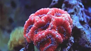 Coral Acanthastrea Lordhowensis red - frag