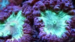 Coral Blastomussa Neon Green