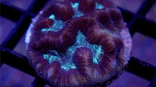Coral Platygyra Purple