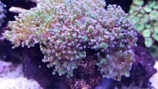 Coral Euphyllia divisa M/L