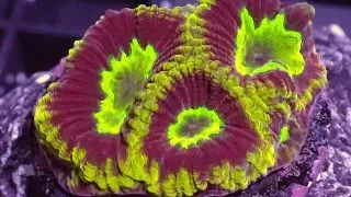 Coral Favites sp. FRAG