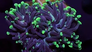 Coral Euphyllia paraancora FRAG