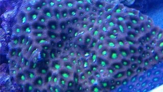 Coral Favites pentagona war color - FRAG