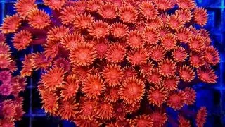 Goniopora sp. red FRAG