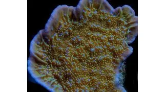 Montipora sp. Petale albastre