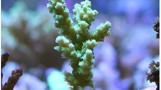 Coral Acropora sp. Frag Green