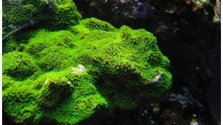 Corali Montipora cu polipi verzi