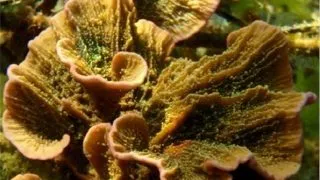 Montipora foliosa maro cu polipi verzi FRAG