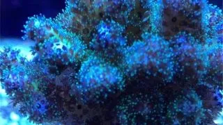Coral Pocillopora damicormis blue FRAG