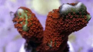 Montipora digitata red
