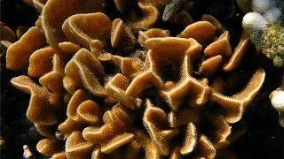 Pavona Decussata S