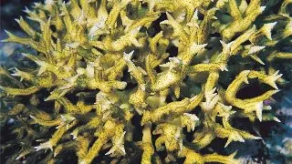 Seriatopora stellata S