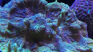 Montipora confusa-Frag