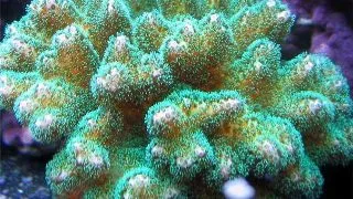 Pocillopora damicormis green-Frag