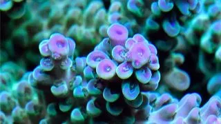 Acropora sp. mix color-Frag