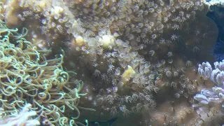 Heliopora coerulea-Frag