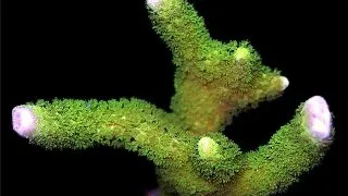 Coral Montipora digitata green