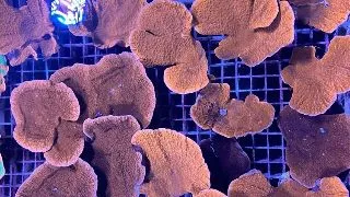 Corali Montipora SP. frag. rosu S