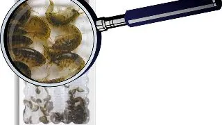 Gammarus oceanicus (Marine Gammarus) vii 25x90ml