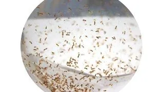Copepode marine vii 25x90ml