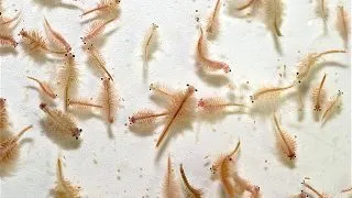 Artemia Vie 25x90ml