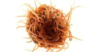 Viermi Black Worms (California Blackworms) vii 45ml