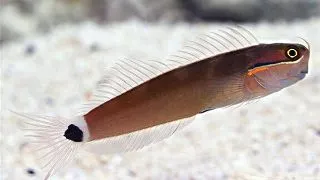 Tail Spot Blenny (Ecsenius Stigmatura)