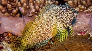 Leopard Blenny (Exallias Brevis)