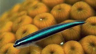 Neon Goby (Elacatinus Oceanops)