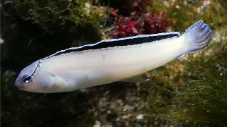 Meiacanthus smithii