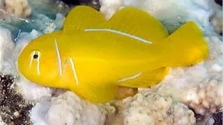 Gobiodon citrinus