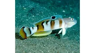 Valenciennea Wardii Tiger goby