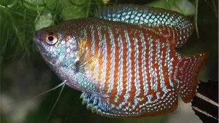 Colisa Lalia NeonDwarf