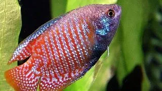 Colisa lalia