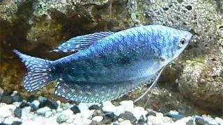 Trichogaster trichopterus sumatranus