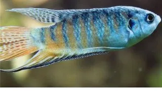 Macropodus opercularis blue
