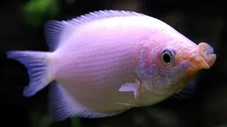 Helostoma temminckii