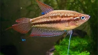 Trichopsis pumilus