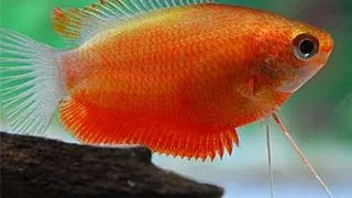 Colisa Chuna Red