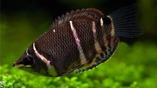 Sphaerichthys  osphromenoides (Chocolate gourami)