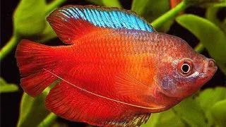 Colisa lalia blood red male