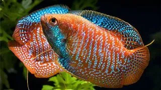 Colisa Lalia Rainbow mix