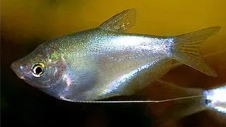 Trichogaster microlepis