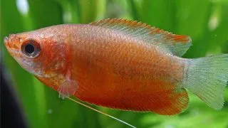 Colisa labiosa orange