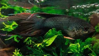 Macropodus erythropterus
