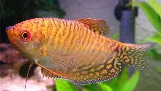 Trichogaster trichopterus cosby red gold