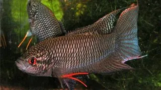 Macropodus concolor