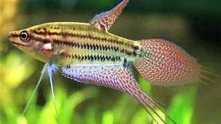 Trichopsis vittatus